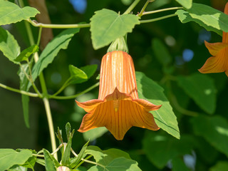 Canarina canariensis - Die Kanaren-enblume. Makro von Große Blüten mit sechs grünen Kelchblättern und orangefarbener Sechsspitzenkrone.