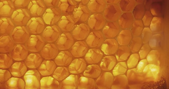 Honey comb macro Honey, bees, apiary. 4K