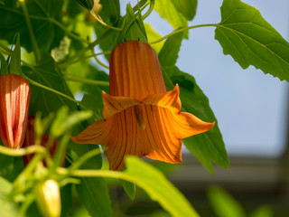Canarina canariensis - Die Kanaren-enblume. Makro von Große Blüten mit sechs grünen...