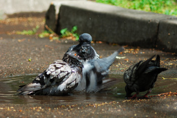 pigeons in puddles