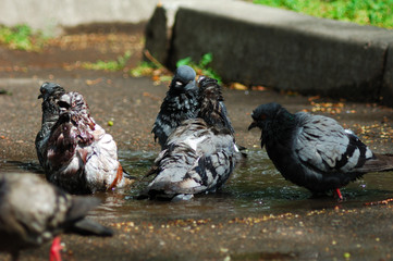 pigeons in puddles