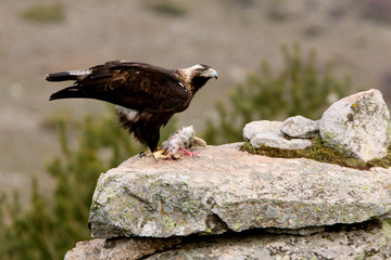 Spanish Imperial Eagle. Aquila adalberti