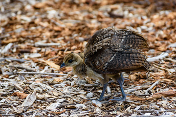 Peacock chick in natural environment