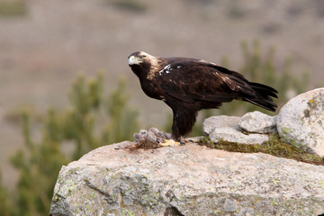 Spanish Imperial Eagle. Aquila adalberti