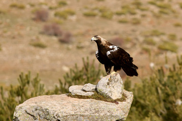Spanish Imperial Eagle. Aquila adalberti