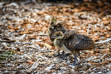 Peacock chicks in natural environment