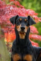 German Pinscher dog male with uncropped ears, portrait in a garden 
