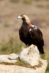 Spanish Imperial Eagle. Aquila adalberti