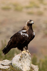 Spanish Imperial Eagle. Aquila adalberti