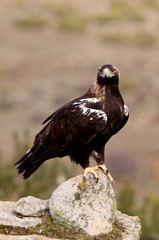 Spanish Imperial Eagle. Aquila adalberti