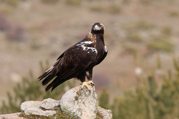 Spanish Imperial Eagle. Aquila adalberti