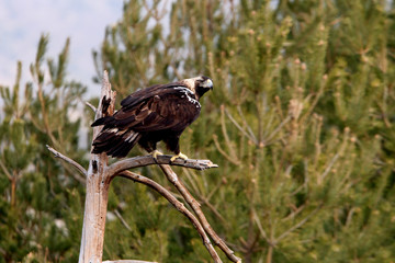 Spanish Imperial Eagle. Aquila adalberti