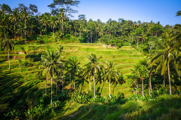 Paddy field rice terraces, ceking, Ubud, Bali, Indonesia