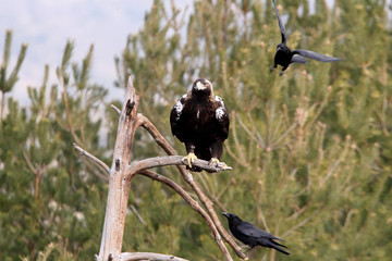 Spanish Imperial Eagle. Aquila adalberti