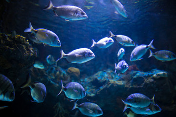 Photo of a tropical fish on a coral reef in an aquarium