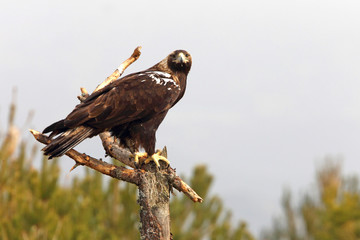 Spanish Imperial Eagle. Aquila adalberti