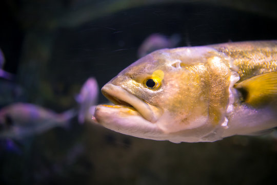 Photo of a tropical fish on a coral reef in an aquarium