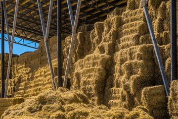 Hay storage with harvested bales of hay for cattle. Agricultural barn canopy.