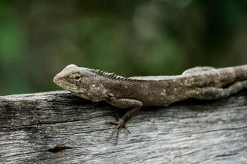 green lizard