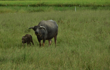 The buffalo and the children are walking the grass.