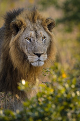 Lion (Panthera leo). KwaZulu Natal. South Africa