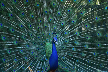 Naklejka premium The male peacock shows beauty to show off the female.