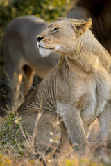 Lion (Panthera leo). KwaZulu Natal. South Africa