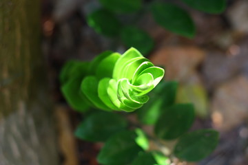 green leaf
