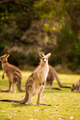 a kangaroo at Australian outback outdoor with a background of kangaroos. a beautiful nature wildlife portrait with a cute wild animal or mammal