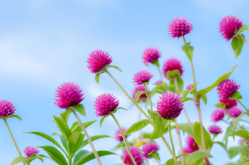 Violet globe amaranth flowers with clear light blue beuatiful sky.Ideal for plant nature background.Suitable for making as wallpaper,template website,banner.Close up view and selective focus.