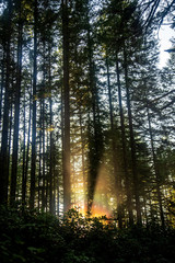 beautiful light comes through the forest