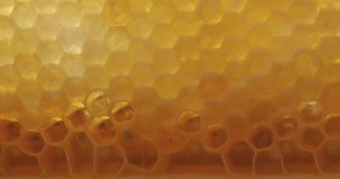 Honey comb macro Honey, bees, apiary. 4K