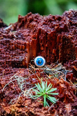 Eyeball object with wood in the forest