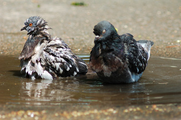 pigeons in puddles