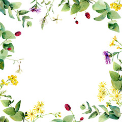 Watercolor background from wild flowers of tansy, yellow chamomile, thistle and leaves on a white background. For greetings and invitations