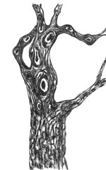 Abstract dead Chinese pine with hollows.. Watercolor painting of wild strange tree. Ink illustration in style sumi-e,  go-hua, u-sin. Oriental traditional painting.  Isolated on white background