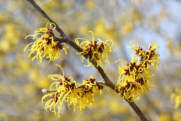 Witch-hazel (Hamamelis mollis) - popular ornamental plant. Deciduous shrub. Winter bloom. Flower...