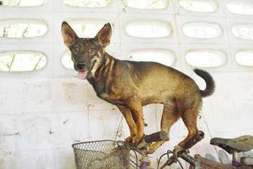 Dark brown dog standing and walking on old bicycle, Pet stunt activities