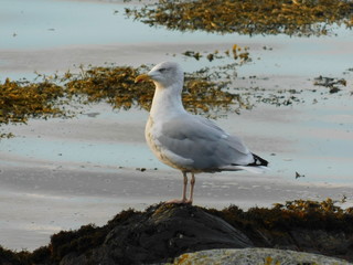 Seagull on the shoreline