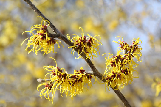 Witch-hazel (Hamamelis mollis) - popular ornamental plant. Deciduous shrub. Winter bloom. Flower pale to dark yellow, orange. Twig. Garden shrub. Traditional medicine. Skincare product. Essential oil.