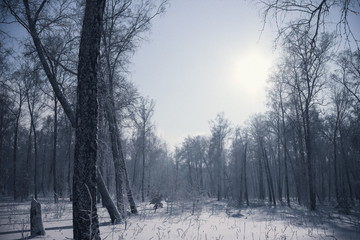 Obraz premium Winter, forest.