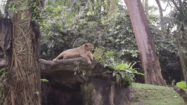 Taiping Perak, Malaysia - February 14, 2019 : Portrait of a lioness relaxing in a park in zoo taiping perak Malaysia