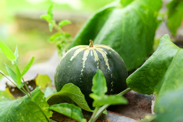 Muskmelon - Green Cantaloupe thai melon in farm garden agriculture nature background
