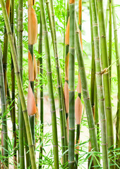 Fresh bamboo trees in the jungle bamboo forest