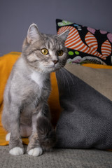 Fototapeta na wymiar Portrait of a sitting gray cat in full growth