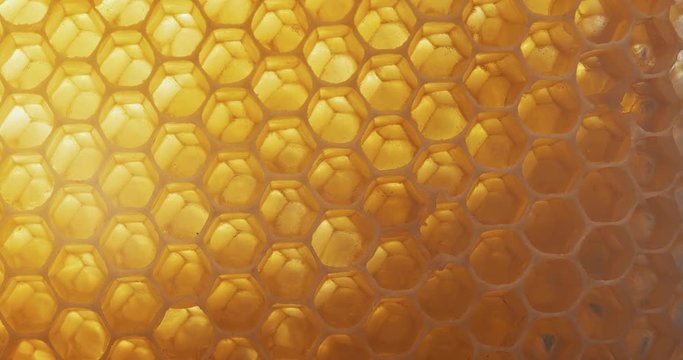 Honey comb macro Honey, bees, apiary. 4K