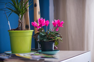 TV table decorated with bright flowers in a pot and exotic miniature palm tree next to old magazines. White and pink cyclamen flowers with ornamental leaves cultivated as indoor houseplants.  