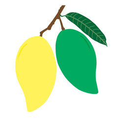 Raw and ripe mango and leaf with branch