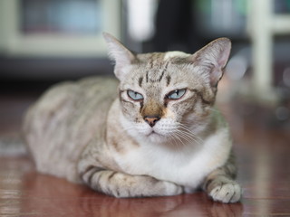 The cat sleeps on the bed,Beautiful black gray cat