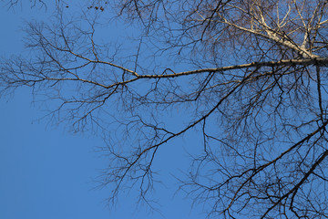 branches of a tree against blue sky